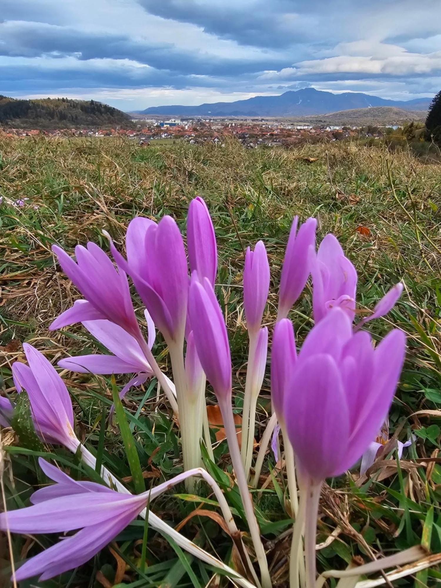 Pensiunea Kyfana Zărneşti Extérieur photo